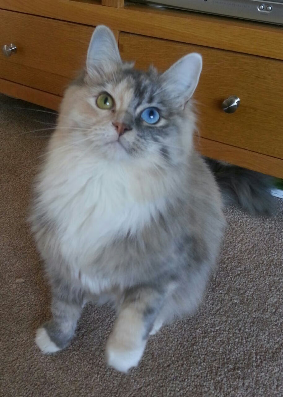 _凯尔特人攻防两端均衡，豪取连胜_，凯尔特人防守悍将